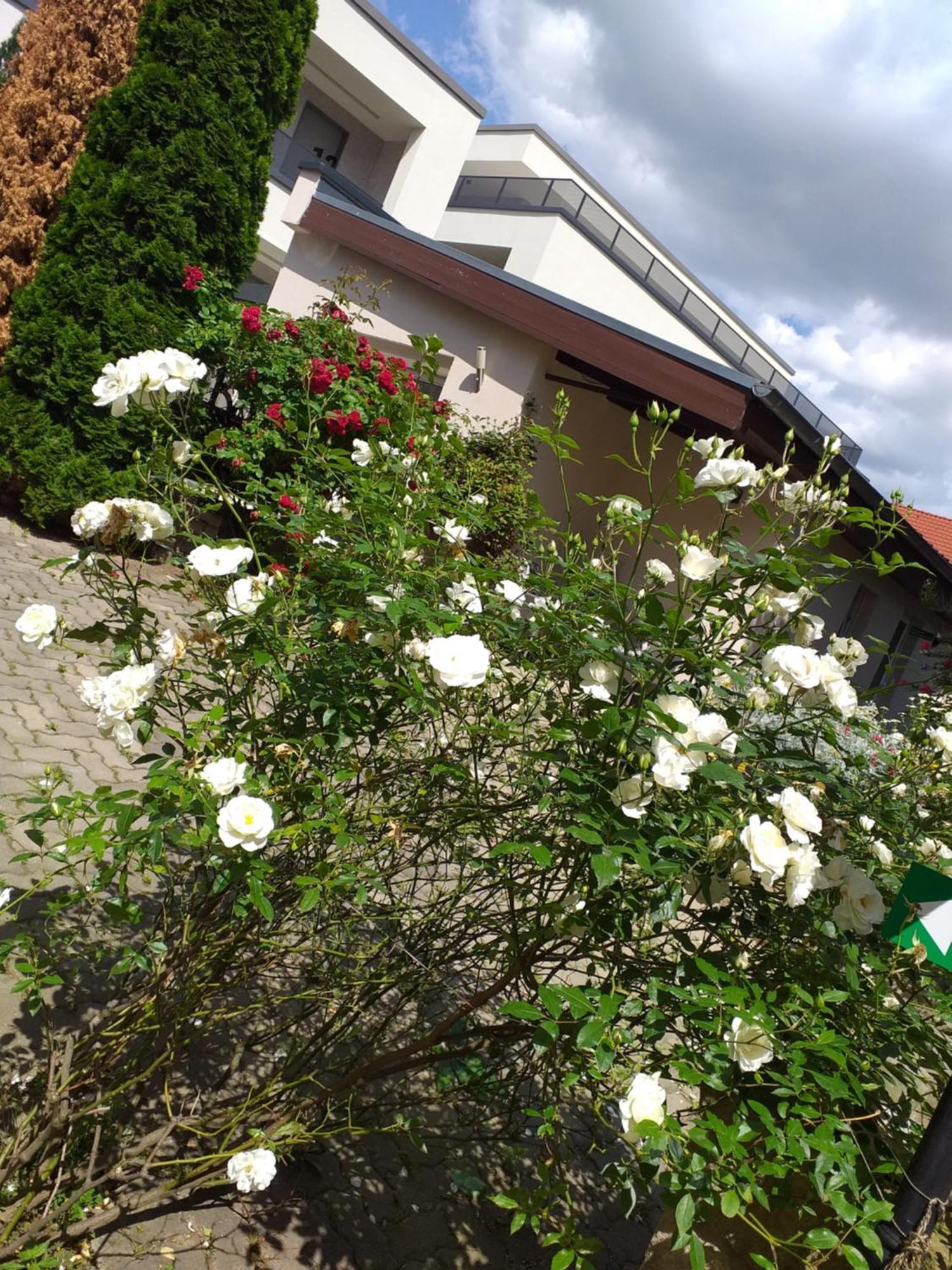 Ferienwohnungen Am Hauptplatz Pirna Exteriör bild